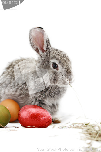 Image of Gray rabbit