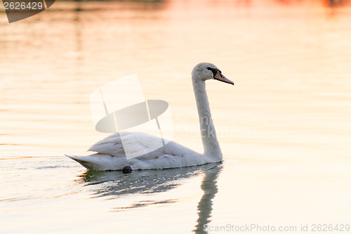 Image of Lonely swan