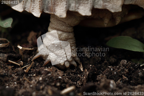 Image of African Spurred Tortoise (Sulcata)
