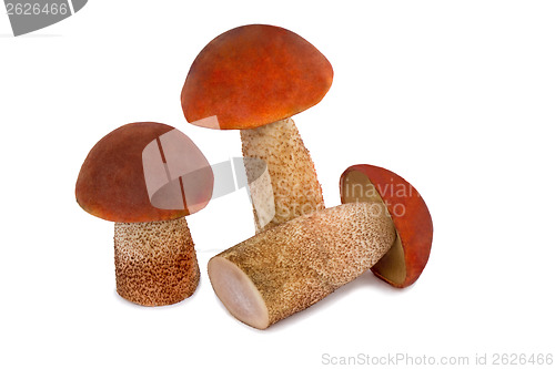 Image of Three beautiful mushroom ???????????? on a white bac