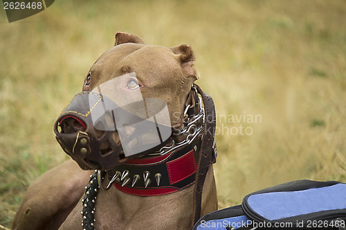 Image of Large pedigreed dog guarding the things of the owner.