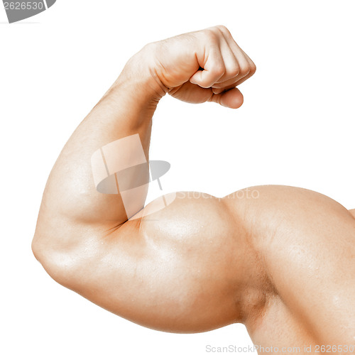 Image of muscle biseps