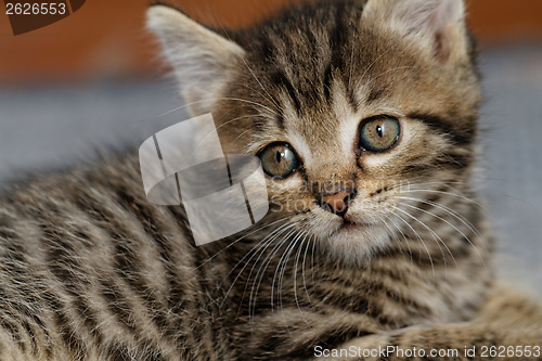Image of Tabby kitten