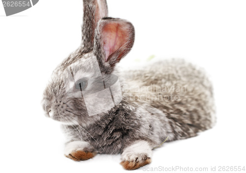 Image of Gray rabbit