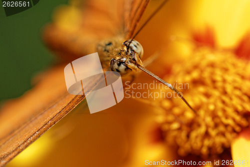 Image of Orange butterfly