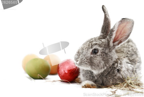 Image of Gray rabbit