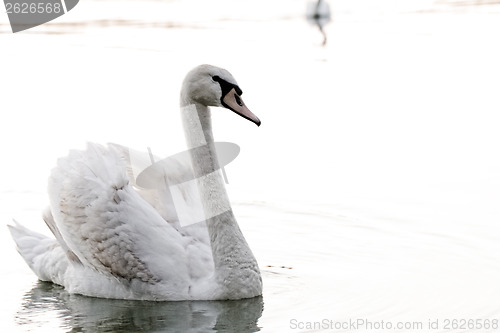 Image of Lonely swan