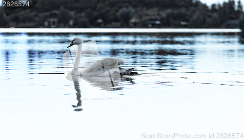 Image of Lonely swan