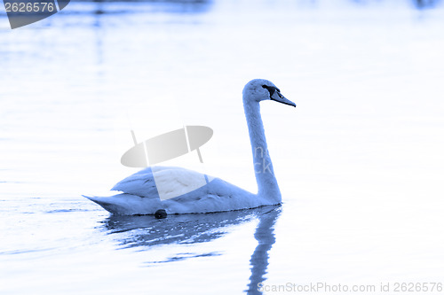 Image of Lonely swan