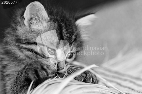 Image of Tabby kitten