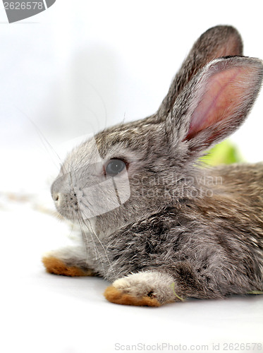Image of Gray rabbit