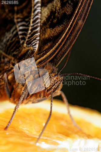 Image of Macro photograph of a butterfly 