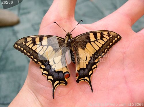 Image of yellow butterfly on the hand