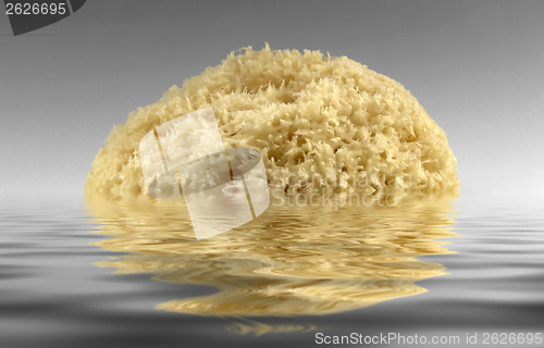 Image of sinking yellow natural sponge