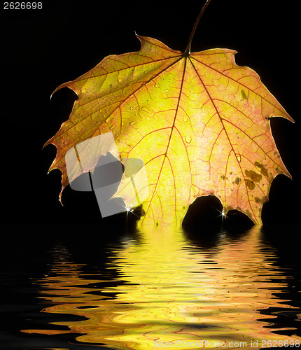 Image of sinking autumn leaf