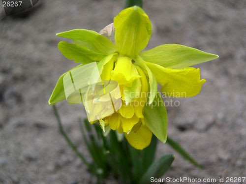 Image of greenly-yellow flower