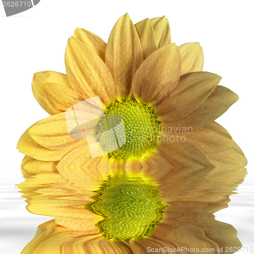 Image of sunken yellow flower