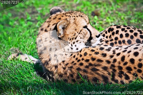 Image of Cheetah