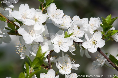 Image of Apple flowers
