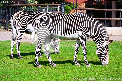 Image of Zebra