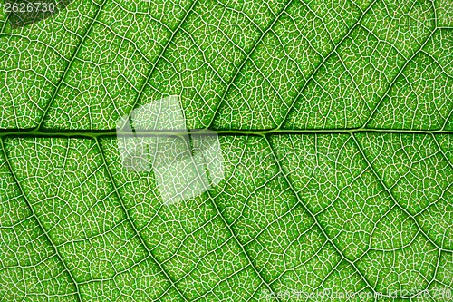 Image of Green leaf