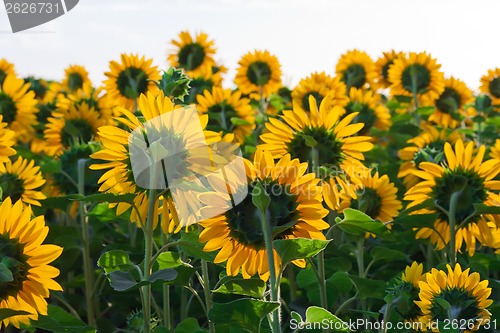 Image of Sunflowers