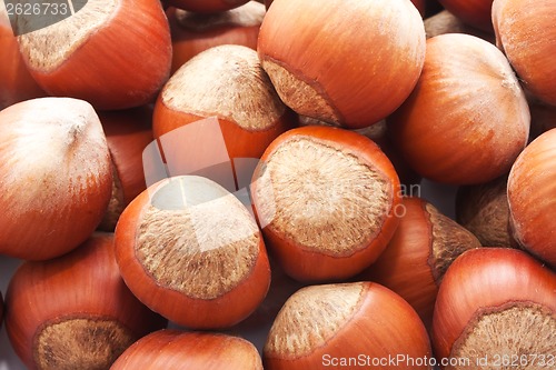 Image of Hazelnuts or filbert