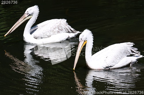 Image of Pelicans