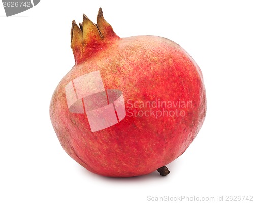 Image of Pomegranate