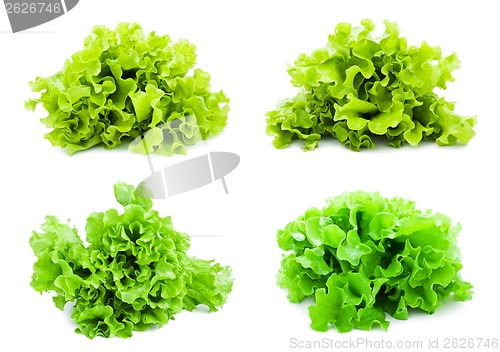 Image of Lettuce