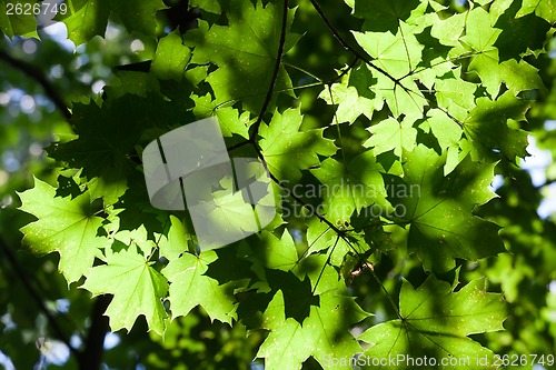 Image of Leaves background