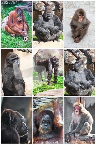 Image of Monkeys