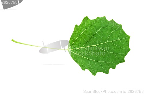 Image of Green leaf