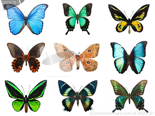 Image of Tropical butterflies