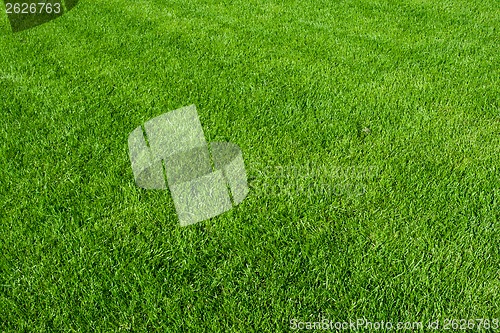 Image of Green grass