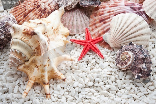 Image of Seashells