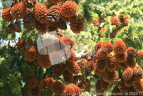 Image of Spruce cones