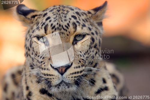 Image of Leopard closeup photo outdoors