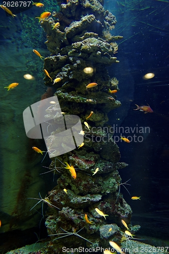 Image of Aquarium with different colorful fishes swimming