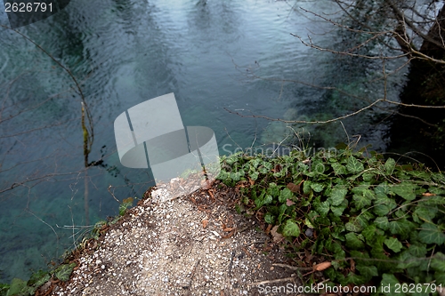 Image of Creeping ivy on the ground outdoors