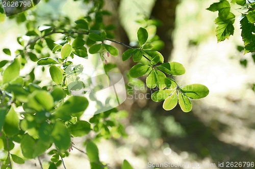 Image of Colorful background of autumn leaves