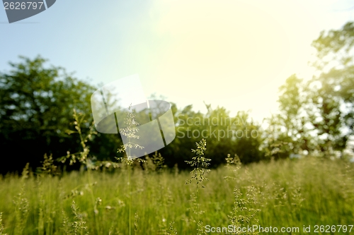 Image of Sunshine in the forest at spring