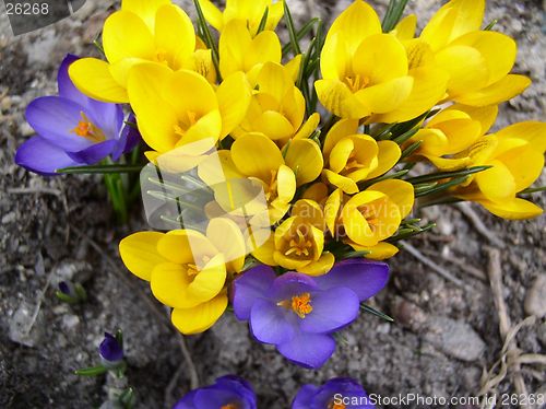 Image of pile of little flowers