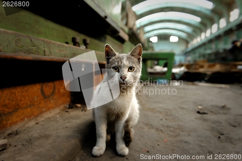 Image of Dirty street cat sitting in factory