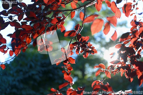 Image of Colorful background of autumn leaves