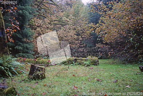 Image of Rain Forest