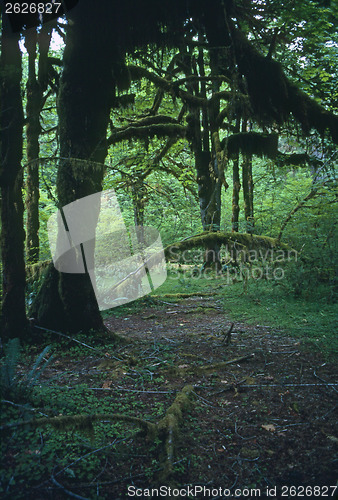 Image of Rain Forest