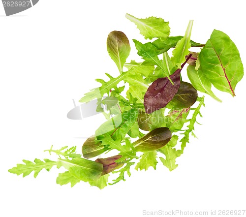 Image of Green lettuce salad leafs