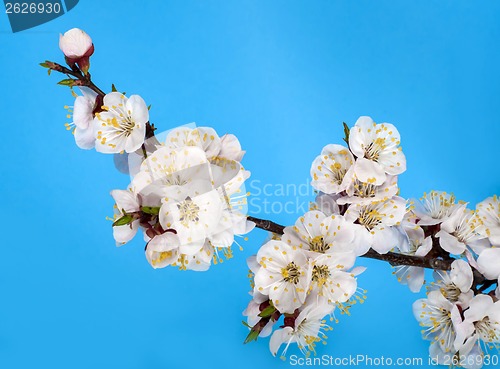 Image of branch of tree blossoming by pink