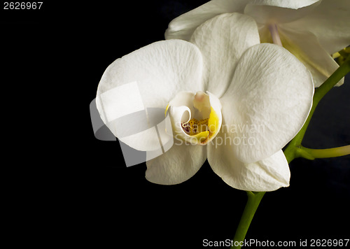Image of Flowers of white orchid with buds